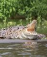 Autoridades de Costa Rica puntualizaron que los ataques de cocodrilo son poco frecuentes en la región.