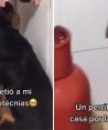 El perrito se refugió en la casa de la joven ante el ruido de los fuegos artificiales.