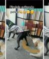 Un perro jala del chaleco a su "amigo" para evitar pelea y se vuelven virales en TikTok.