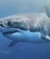 Científico descubre que ataques de los tiburones se relacionan a las fases lunares.