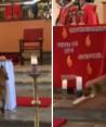 Perrito hambriento entró a una iglesia para robarse un pedazo de pan.