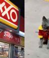 No es cualquier gato, es el gerente del Oxxo