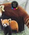 Nace cría de panda rojo en Reino Unido, un soplo de aire para la especie en peligro