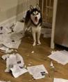 En la imagen, el perro que destrozó las tareas de alumnos