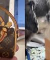 Louis Vuitton vende bolso para heces de mascotas a 17 mil pesos. Foto: Especial