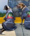 Perritos en situación de calle consiguieron trabajo como "gasolineros".