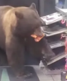 Oso entra a una tienda a robar