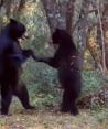 Captan a dos osos "bailando" en sierra de Saltillo, Coahuila (VIDEO)