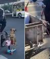 Perrito ayuda a su dueño a vender tamales a bordo de un scooter; VIDEO se hace viral.