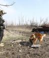 Binomios caninos buscan restos de soldados junto a un tanque en la región de Járkiv, ayer.