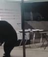 En internet circulan diversos videos de estos tragones animales que roban comida o se acercan a conseguir un poco de lo que a veces los humanos preparan.