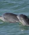 En esta fotografía, delfines nariz de botella nadan en aguas abiertas frente a la bahía de Sarasota, en Florida. (Sarasota Dolphin Research Program vía AP)