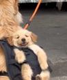 'Lomito' carga a cachorro cuando salen a la calle