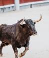 Muere un hombre tras ser corneado por un toro en una fiesta española.