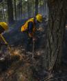 Hay 79 incendios forestales activos en el país, reporta Conafor.