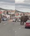 Elefante escapa del circo y recorre calles de Montana antes de ser capturado.