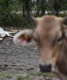 Una vaca en Campeche está frente a los restos de otra que murió por el calor.