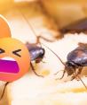 Así es la "super cucaracha", el aterrador insecto por el que todos temen en época de calor.