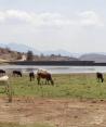 Por la sequía, el ganado también ha sido afectado.