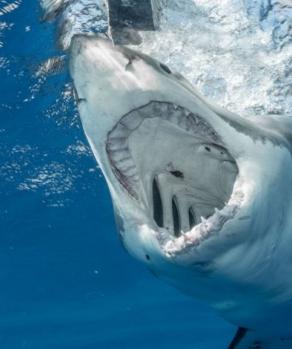 Posible ataque de tiburón deja dos turistas muertas en costa egipcia del mar Rojo.