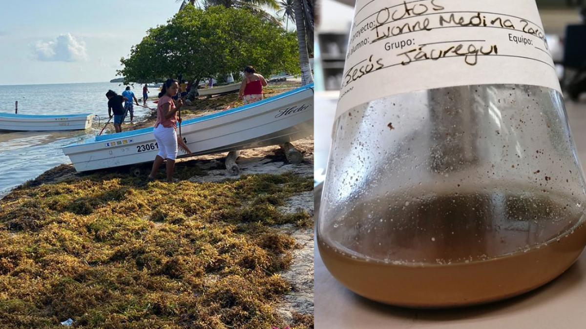 Alumnos del Tec de Monterrey transforman sargazo en material para cosméticos