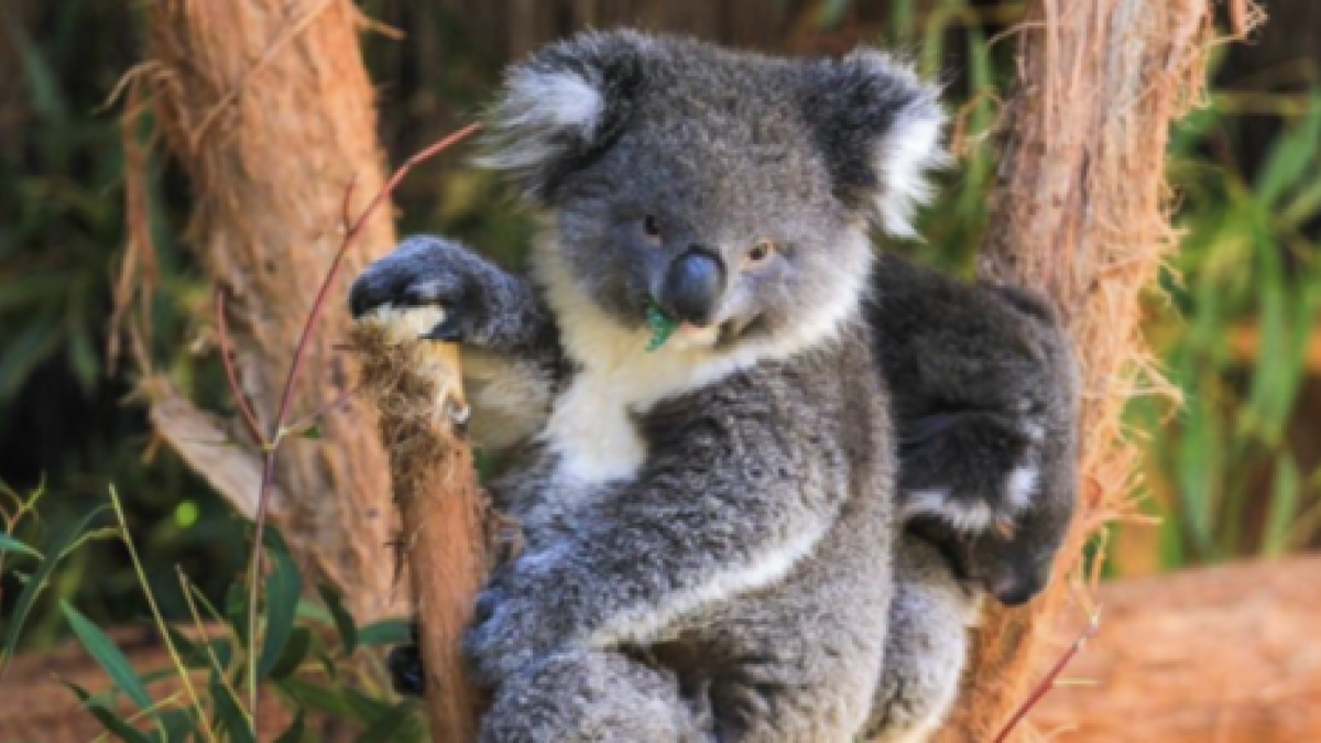 Los Koalas Están Funcionalmente Extintos En Australia Alerta Ong