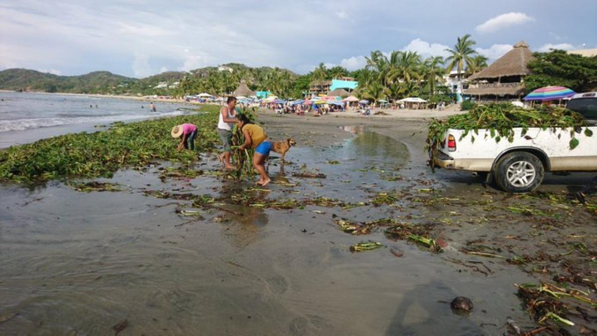 Lirio acuático invade tres kilómetros de la playa Sayulita en Nayarit