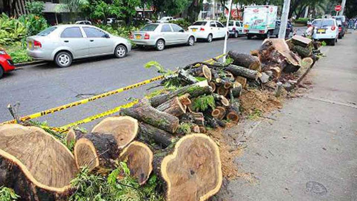 Proyecto Para Evitar La Tala De Arboles