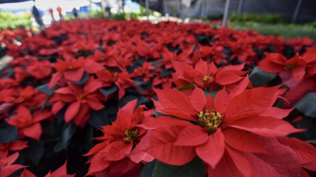 Festival de las Flores de Nochebuena 2023 llega a Paseo de la Reforma