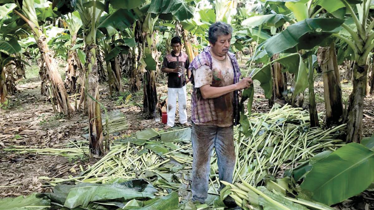 Y aquí, plan de árboles frutales va a tierra del Cártel de Sinaloa