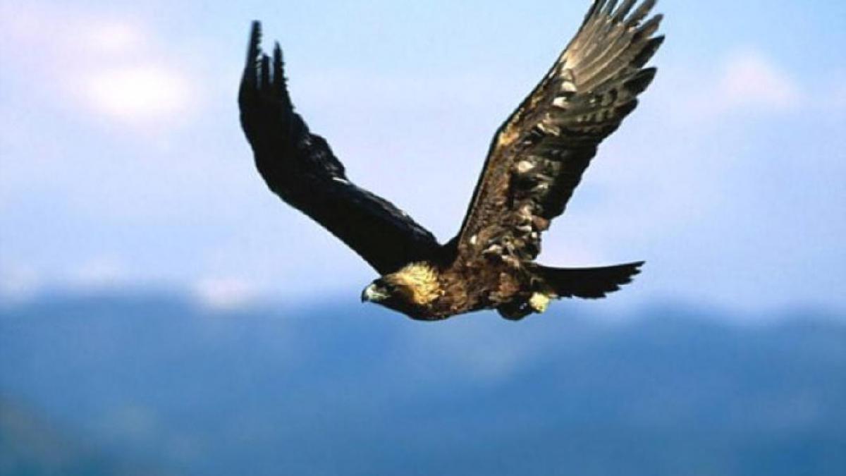 Águila real, especie emblemática nacional y ejemplo de conservación
