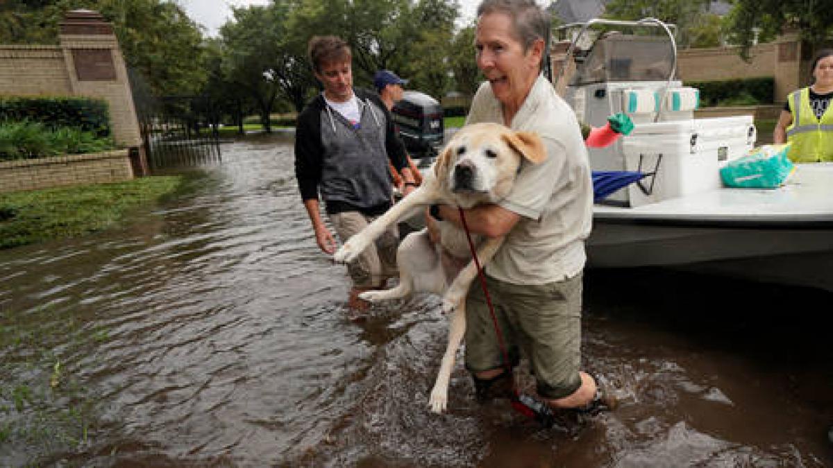Qué hacer con tus mascotas ante la llegada de un huracán?