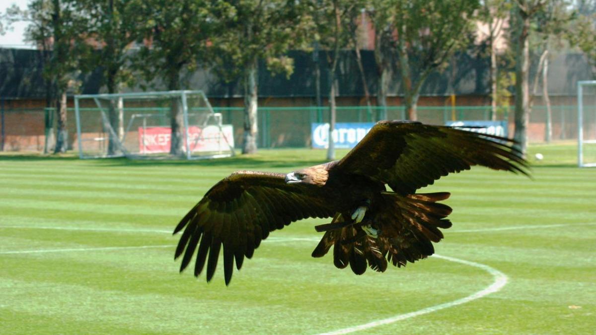 América festeja día internacional del águila real