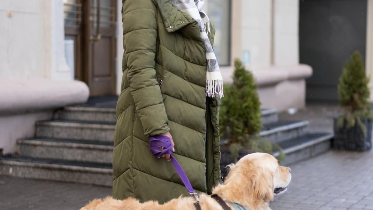 PRD propone que todos los perritos guía puedan entrar libremente a todos los medios de transporte