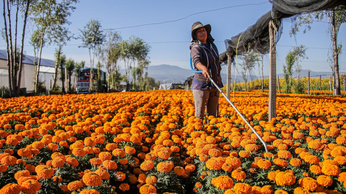 Xochimilco, un lugar con encanto para celebrar el Día de Muertos