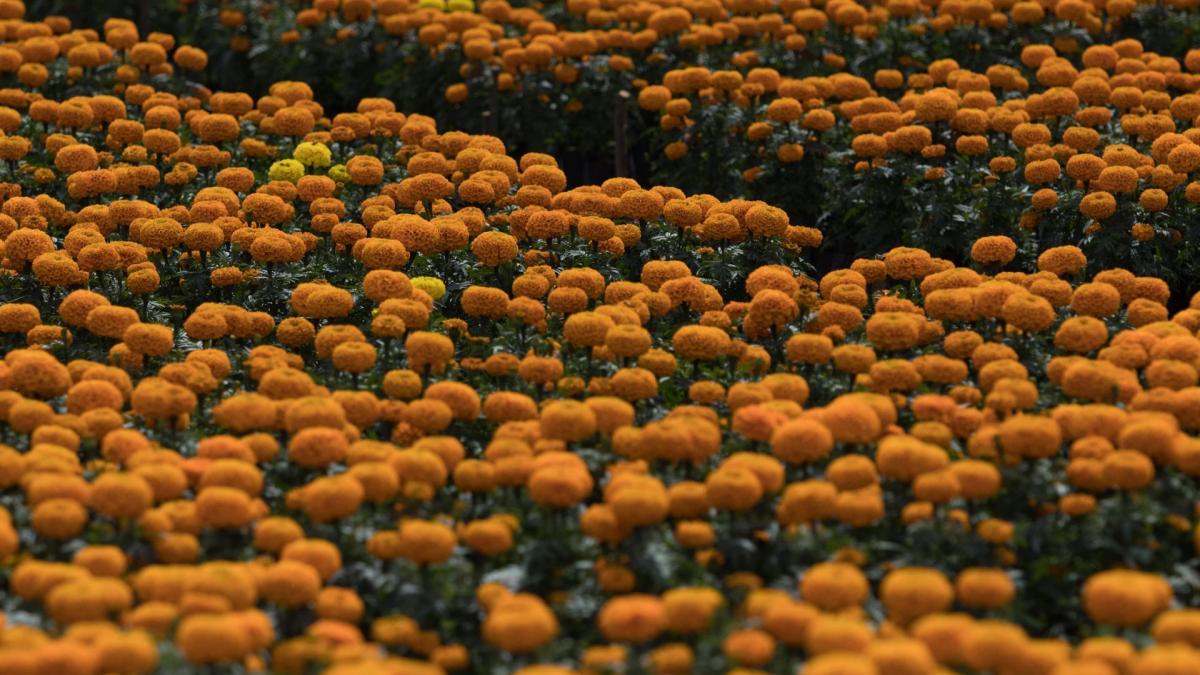 Día de Muertos: ¿En qué países se cultiva la flor de cempasúchil y por qué  se usa en las ofrendas?