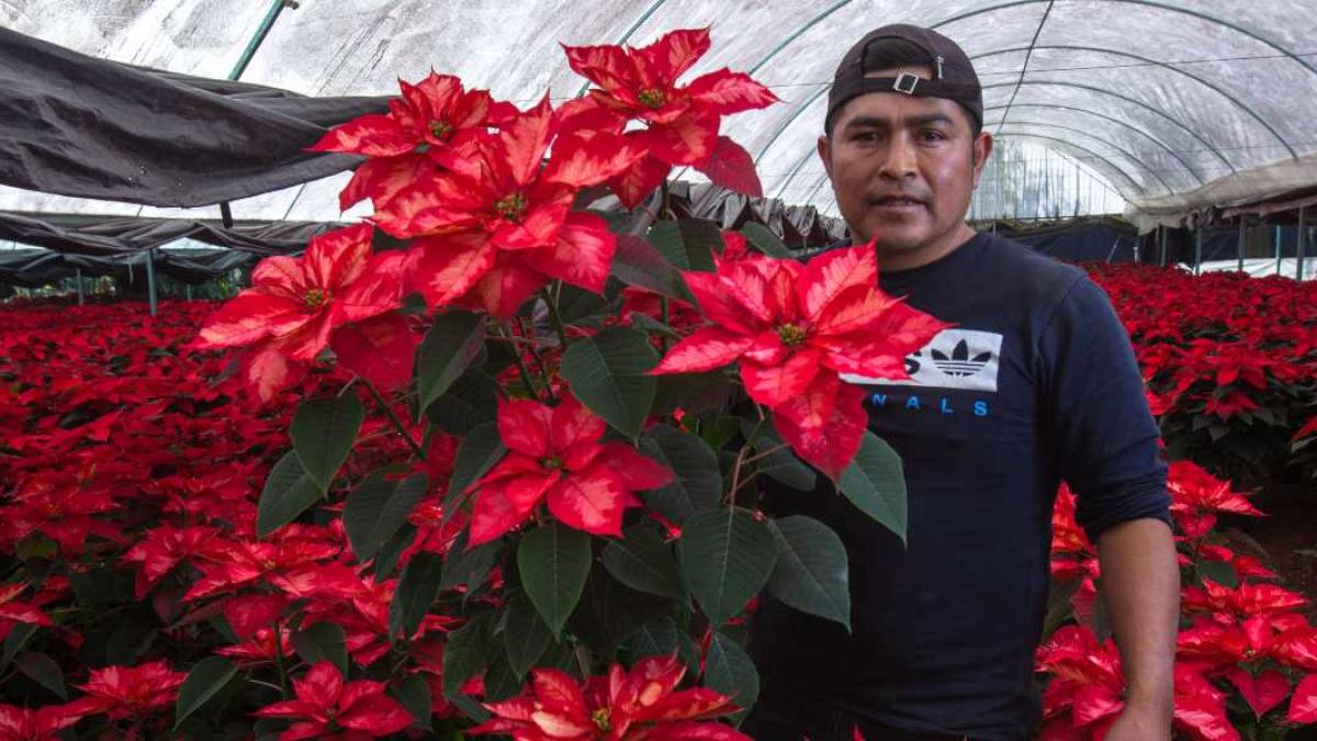 Productores garantizan abasto de flor de Nochebuena para temporada  decembrina: Agricultura