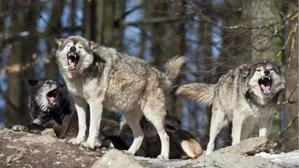 Manada de lobos escapa de su jaula en un zoológico durante horario de  paseantes