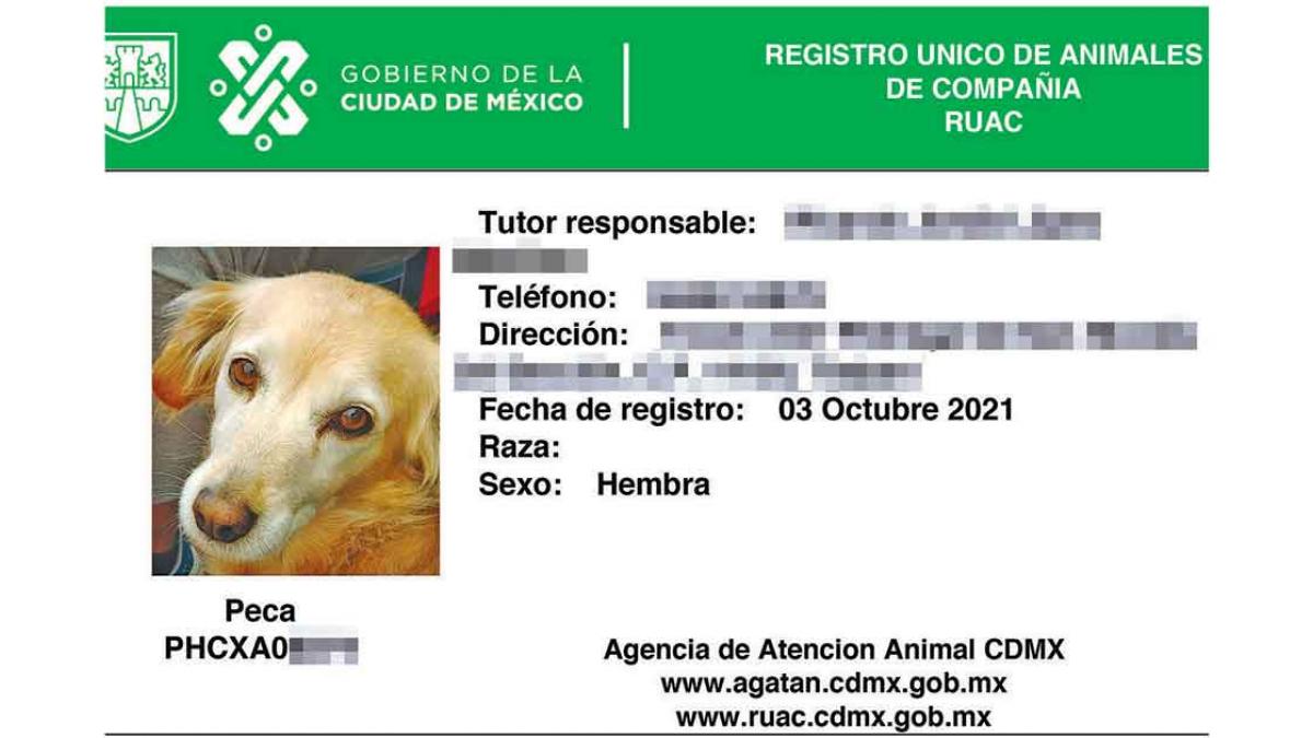 ¿Lomitos con 'CURP'? Registra a tu mascota en la CDMX con estos pasos