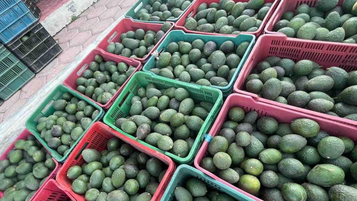 La Capital  Suspende EU Envios De Aguacate De Michoacan