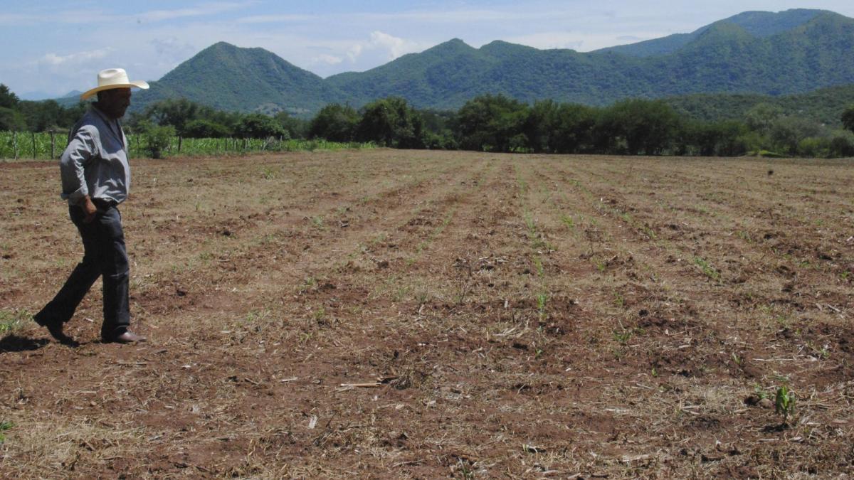 Por sequía se dejaron de sembrar hasta 250 mil hectáreas de grano