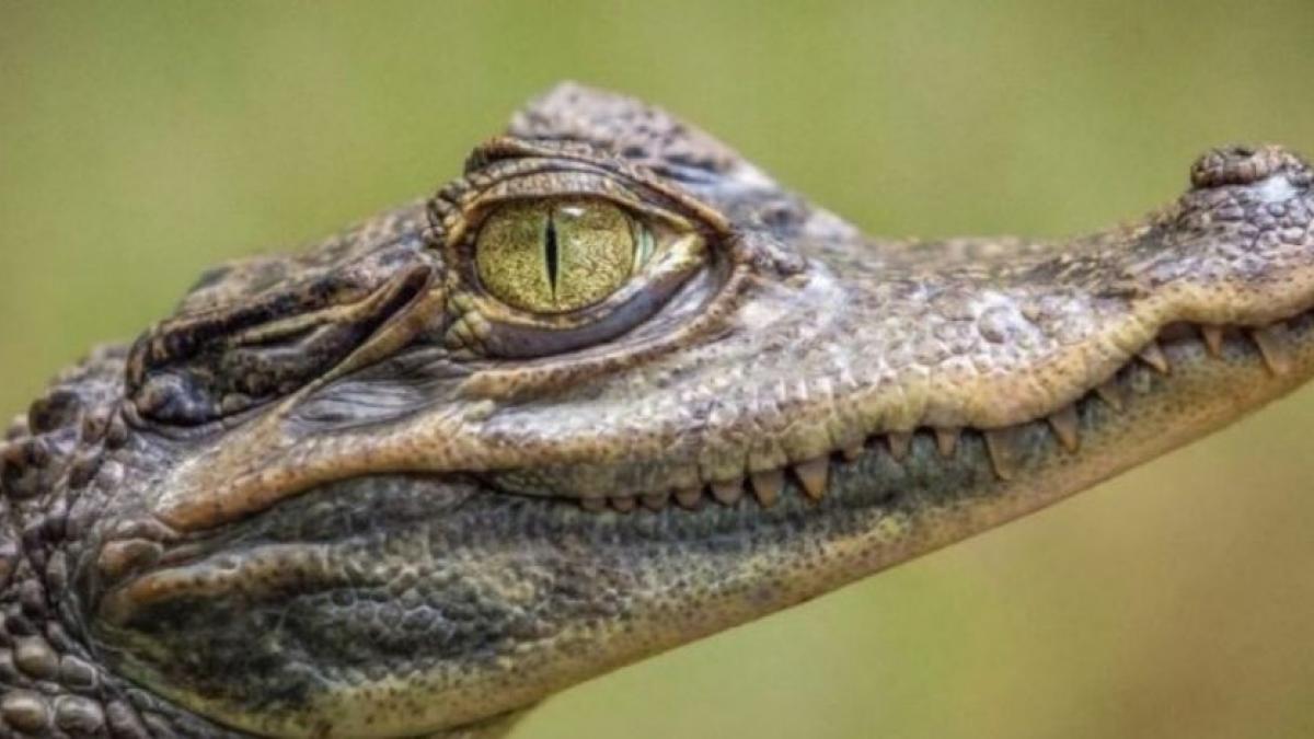 Nacen en zoológico de Lima, Perú, 4 cocodrilos en peligro de extinción