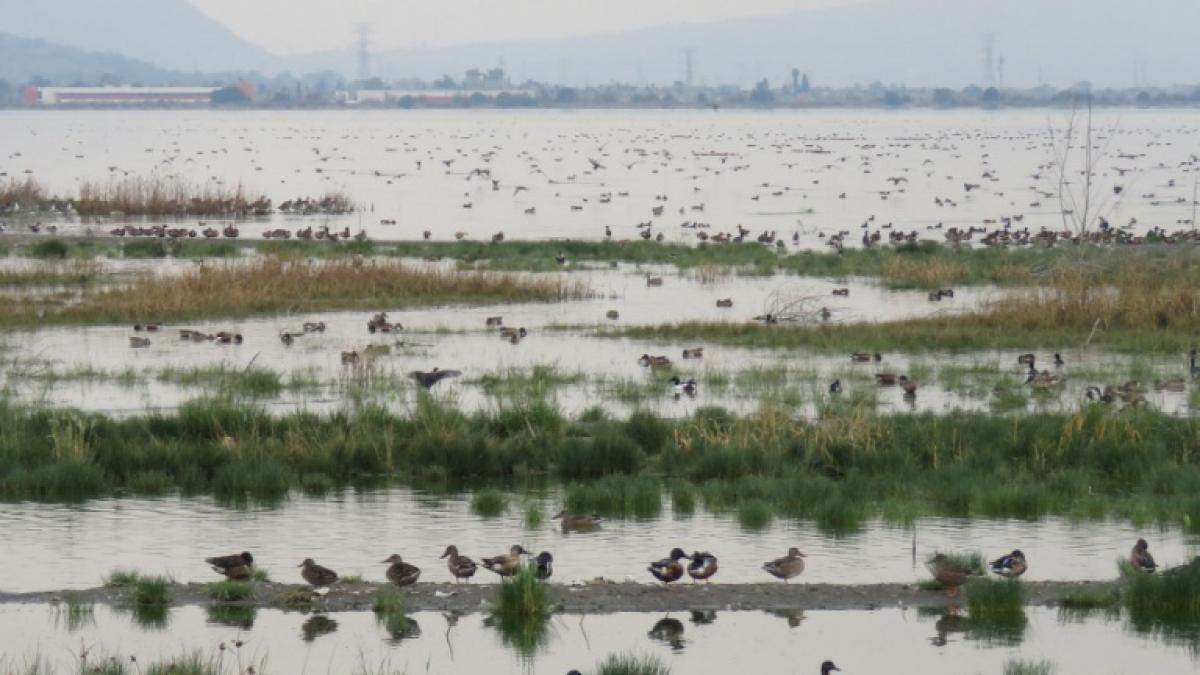 AMLO anuncia supervisión de obras de recuperación del Lago de Texcoco