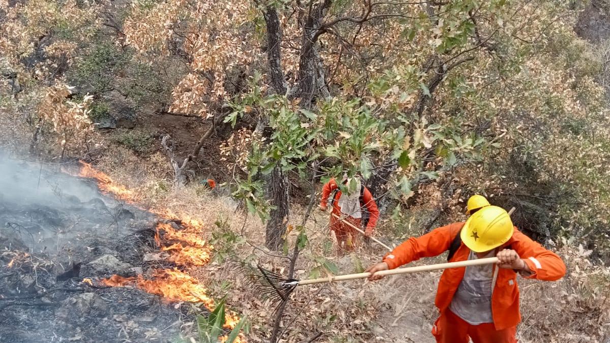 Incendios forestales: Por incremento, te decimos dónde reportarlos