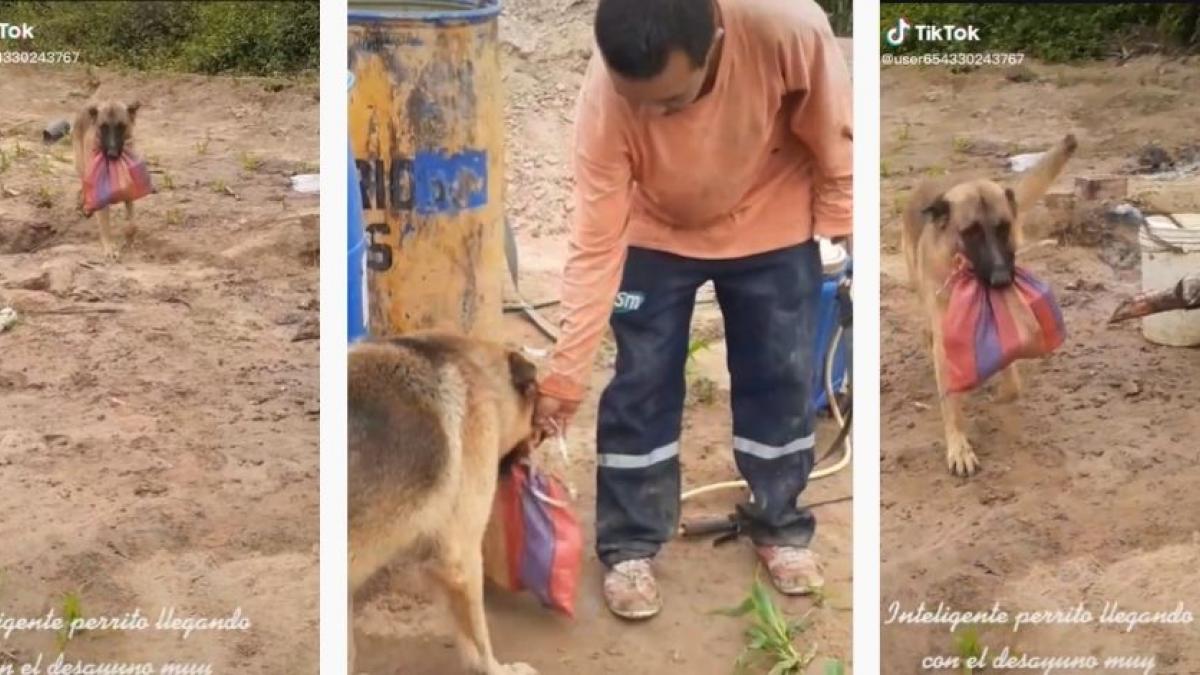 Perrito fiel atraviesa todo el campo para llevarle al trabajo el desayuno a su dueño (VIDEO)