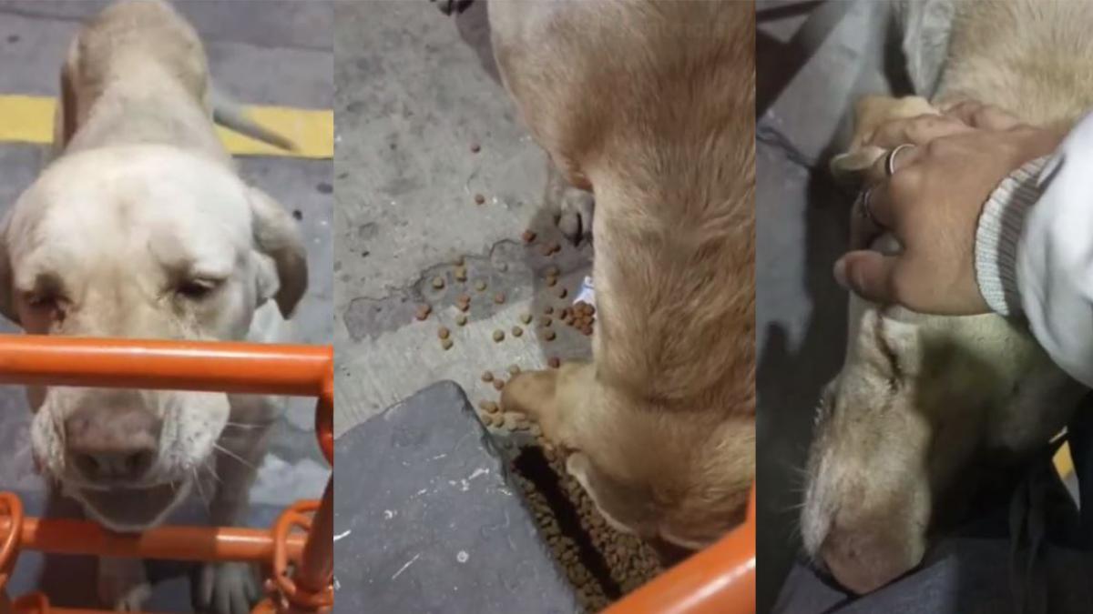 Perrita pide de comer y paga con cariños y un pedazo de cartón (VIDEO)