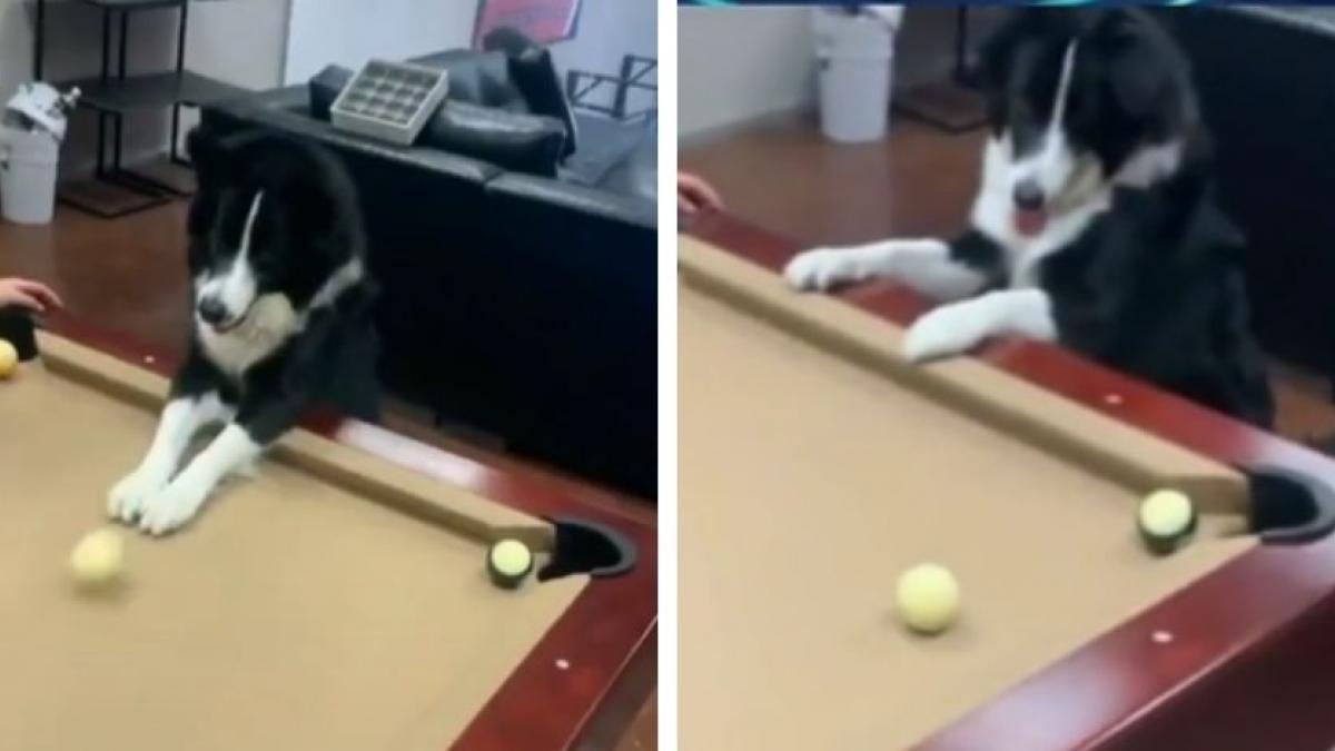 Perrito demuestra lo que aprendió en pandemia y sorprende a todos al jugar billar (VIDEO)