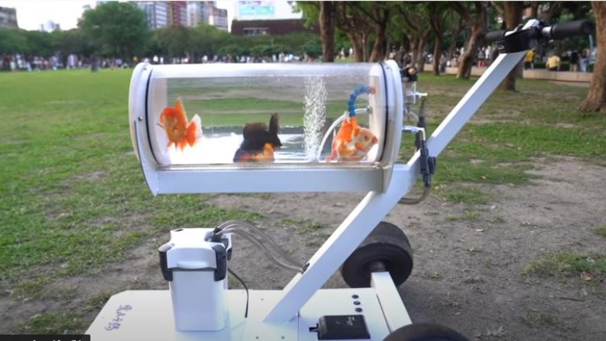 Youtuber crea una pecera portátil para llevar a sus peces a pasear al parque (VIDEO)