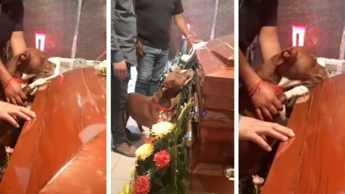 "No hay nadie más fiel": Perrito se despide de su dueña durante funeral (VIDEO)