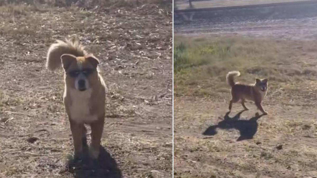 ¡Respeta el flow! Perrito con lentes presume que tiene el look más "perrón" (VIDEO)